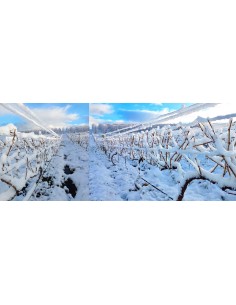 Op Die Berg, Pinot Noir 2